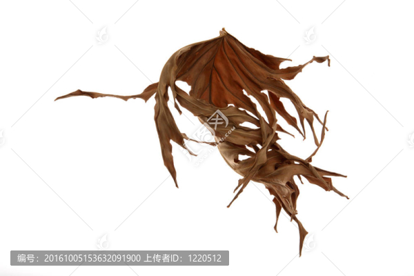 摘要葉
