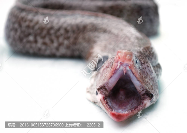 Moray鰻魚的嘴