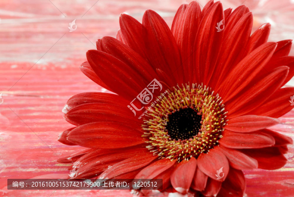 紅色的鮮花