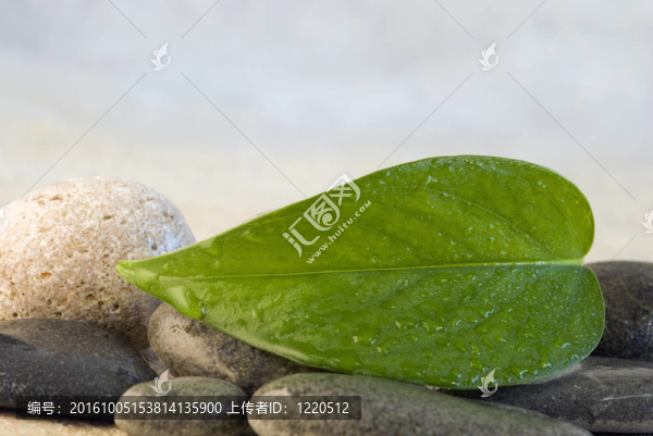 綠色的葉子