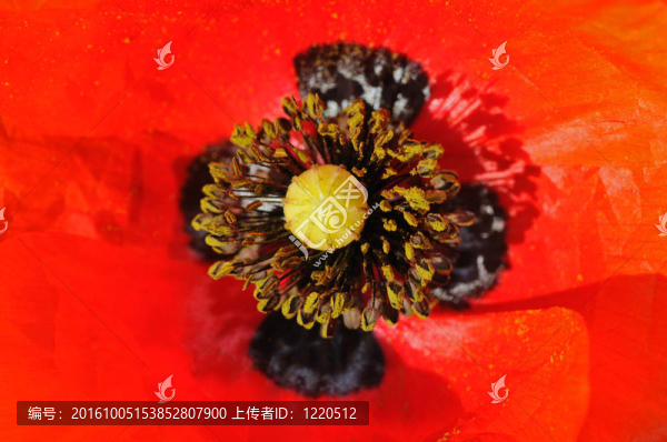 紅玉米罌粟花