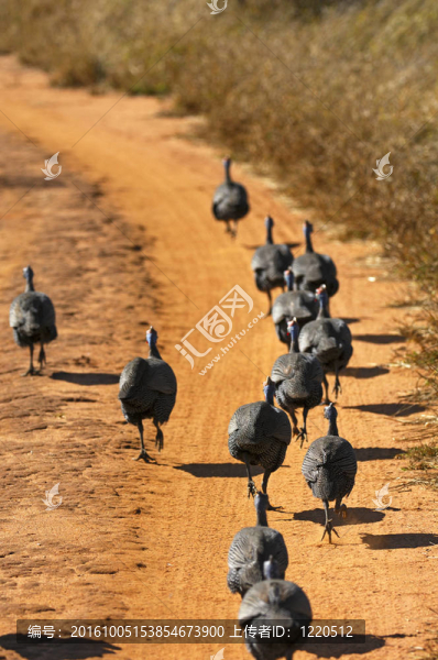 運行級別guineafowls