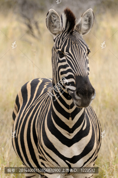 平原斑馬Burchell斑馬；African,bush；南非