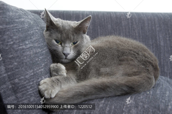 沙發(fā)上的灰色貓