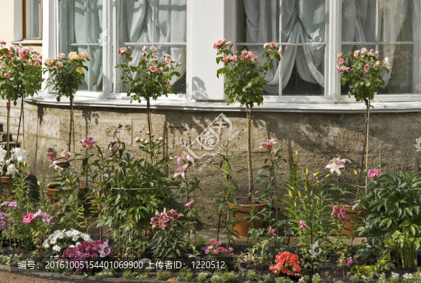 在窗戶的花園