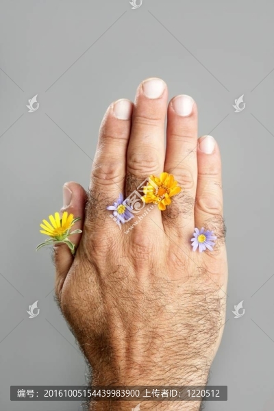 毛人手花的概念與對(duì)比