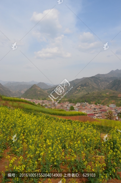 油菜花開