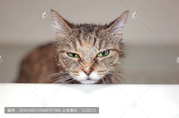 貓洗澡