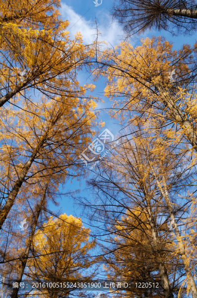 陽光照耀樹冠的樹木拍攝在晴朗的藍天