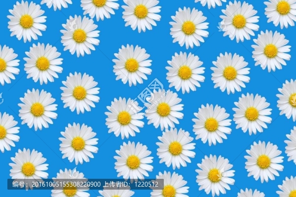 五顏六色的圖案與菊花花