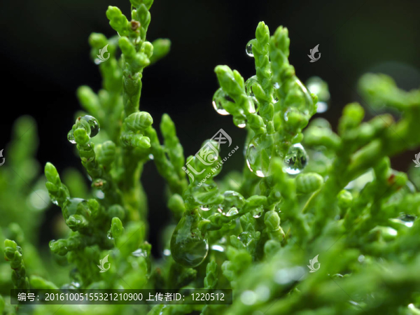 雨后植物封閉