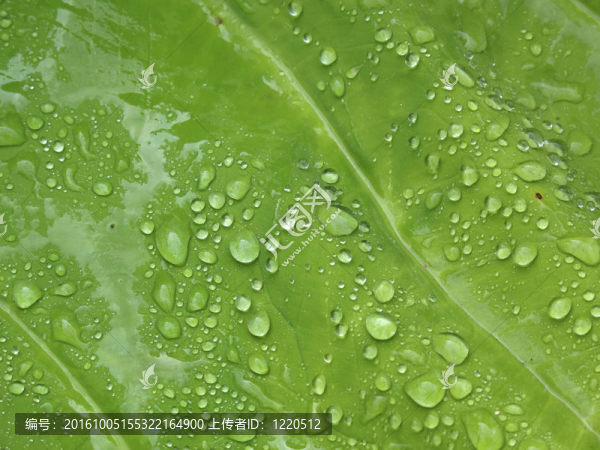 雨下葉