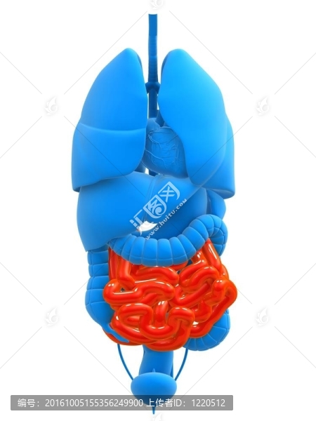 突出的小腸