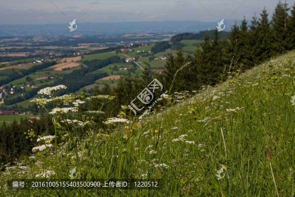 山景