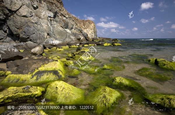 對silistar灣清澈的海水；黑海海岸