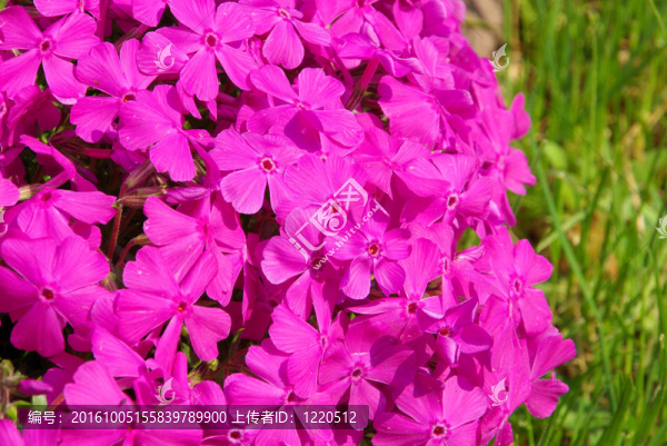 Moss,Phlox,13