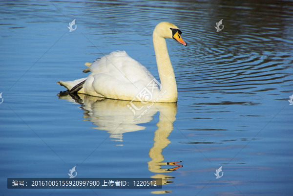 天鵝08