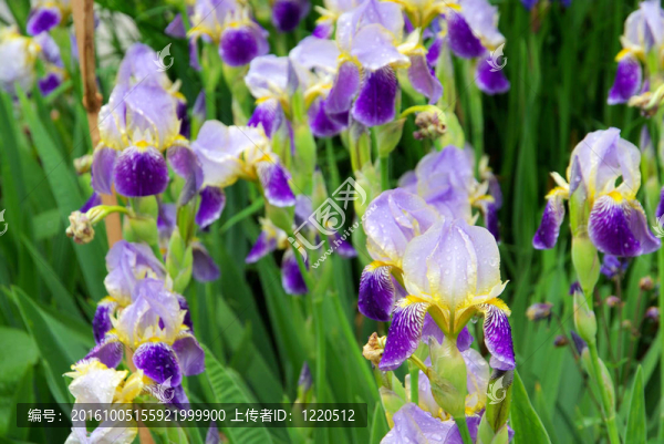 艾麗絲39