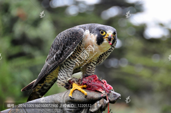 游隼-匯圖網(wǎng) www.fosd68.com 游隼