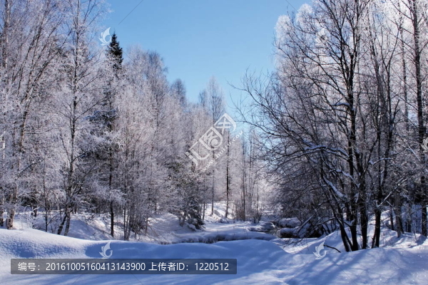 歡樂冬季景觀。陽光和寒冷。樹林中的雪