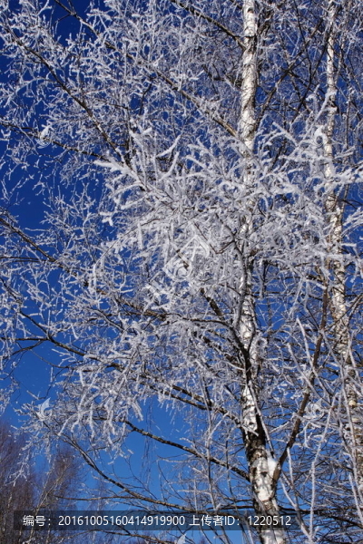 歡樂冬季景觀。陽光和寒冷。樹林中的雪