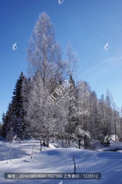 歡樂(lè)冬季景觀。陽(yáng)光和寒冷。樹(shù)林中的雪