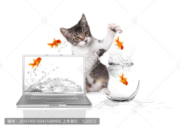 小貓用爪子抓金魚跳出水