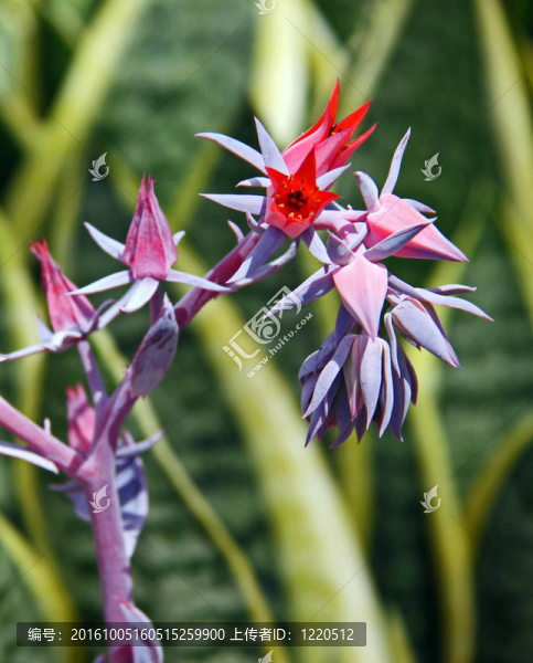 擬石蓮花余輝花