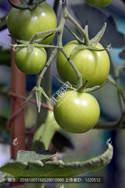 菜園番茄/番茄植株