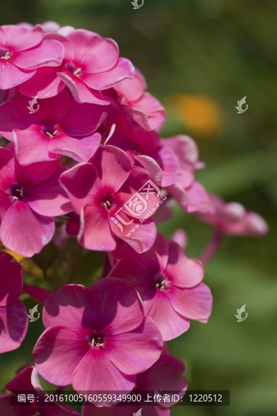 紫色花朵的特寫；Upright,Phlox