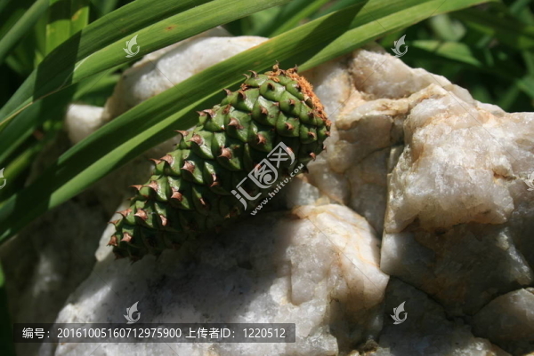 松樹的球果