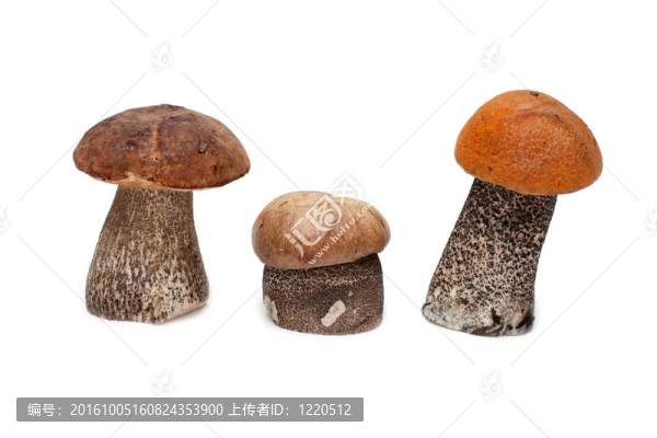 三蘑菇
