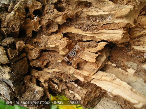 old_tree_wood