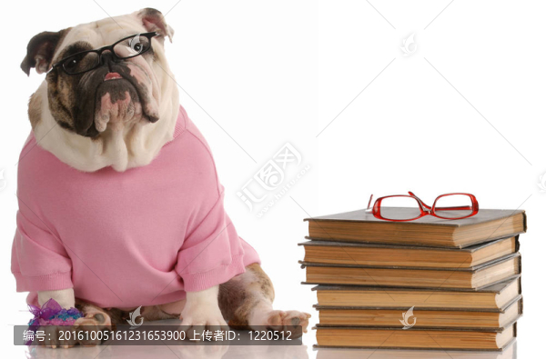 狗的服從學(xué)校的英國斗牛犬坐在一堆書