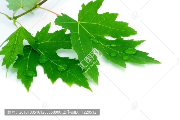 水滴葉