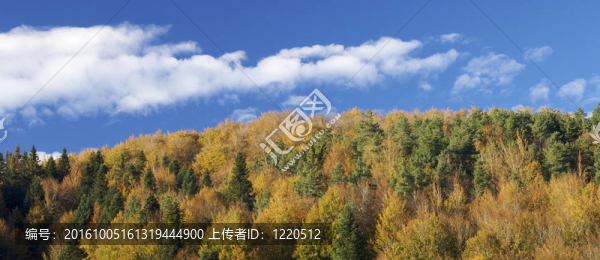 秋天的樹林