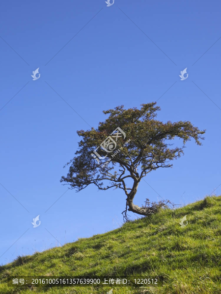 孤獨的山楂樹