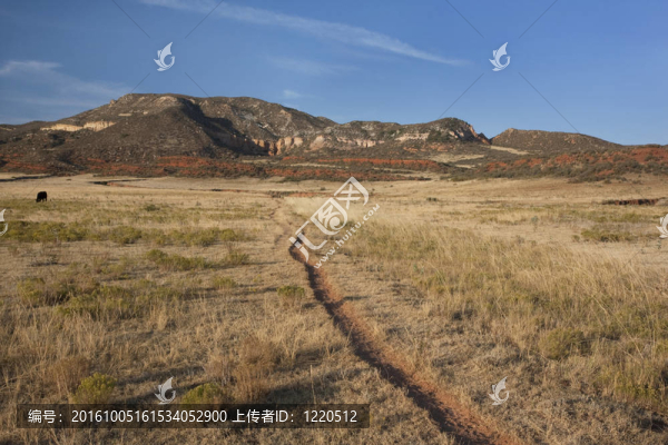 在科羅拉多山谷牛徑