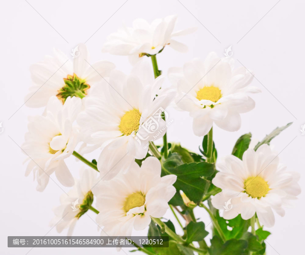 白色背景上的美麗的花