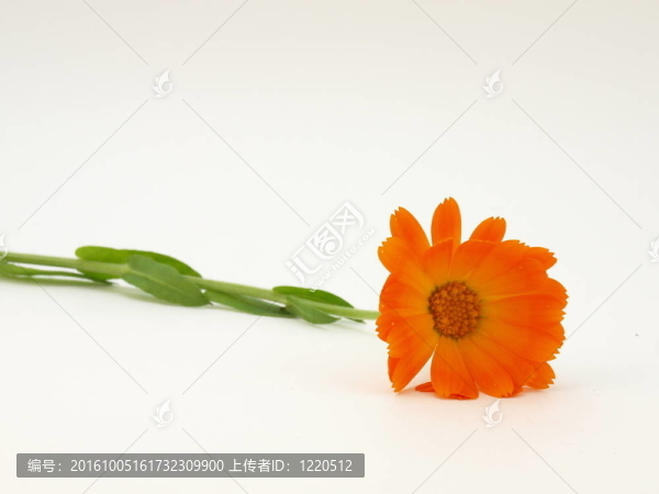 黃色的花