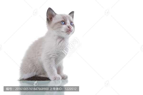 小貓
