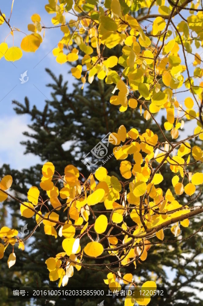 秋天的Aspen