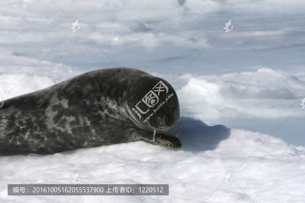 灰海豹