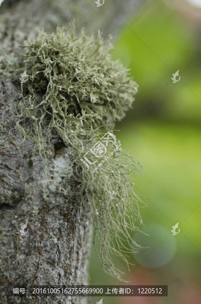 苔蘚