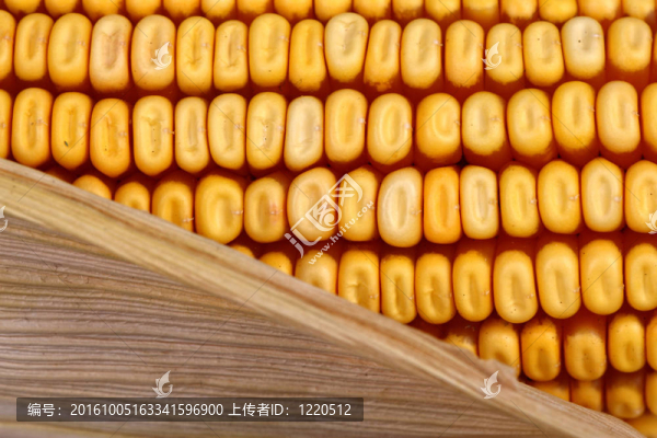 玉米特寫