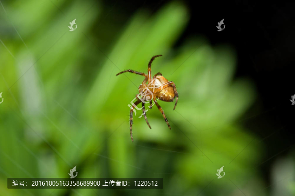 女Cobweb,Spider