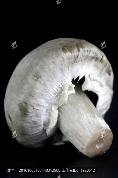 蘑菇