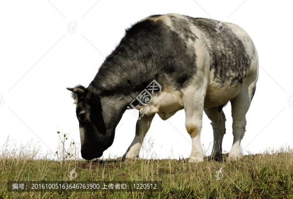牛2