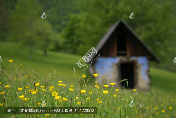 在鄉(xiāng)間的房子前面的水楊梅在草地
