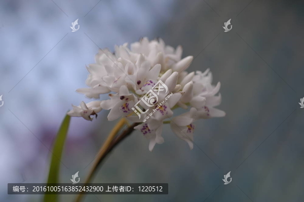 蘭花